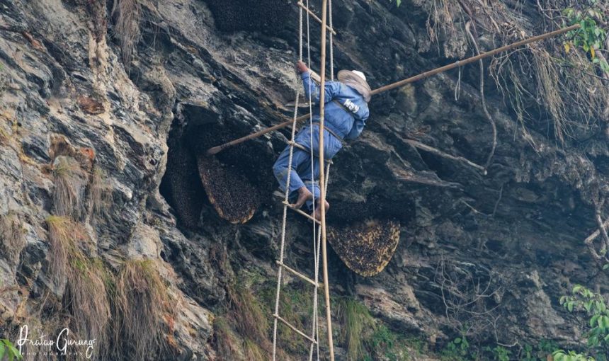 Chasing Mad Honey: The Thrilling Tradition of Honey Hunting in Nepal